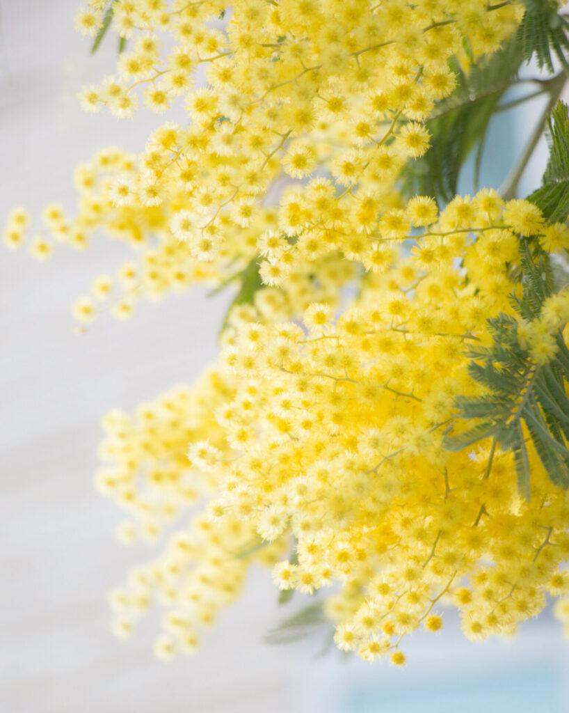 Scott group studio rugs blog mood board yellow tomoko uji mupcsmpgh6k unsplash copy