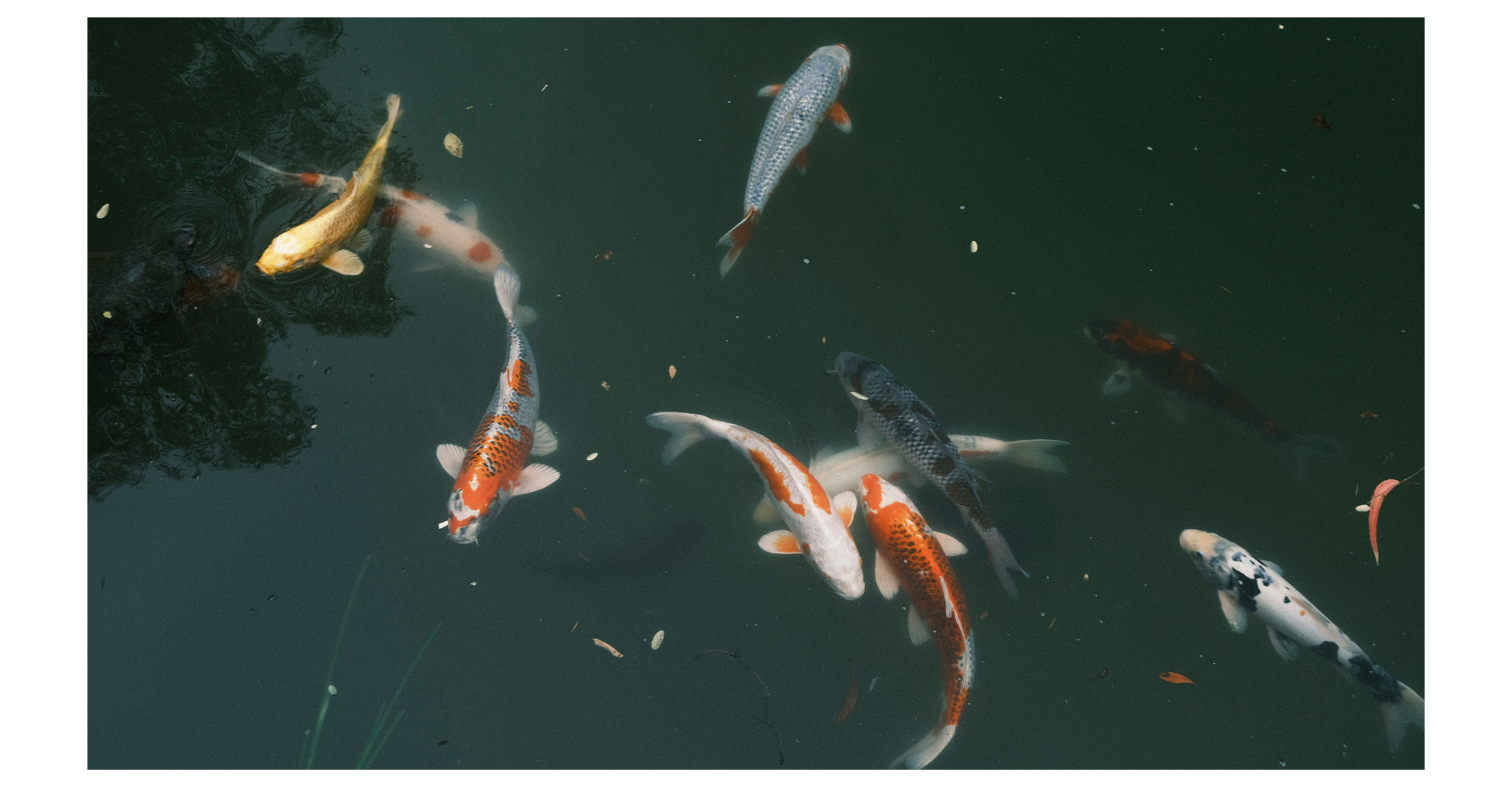 Fish swimming