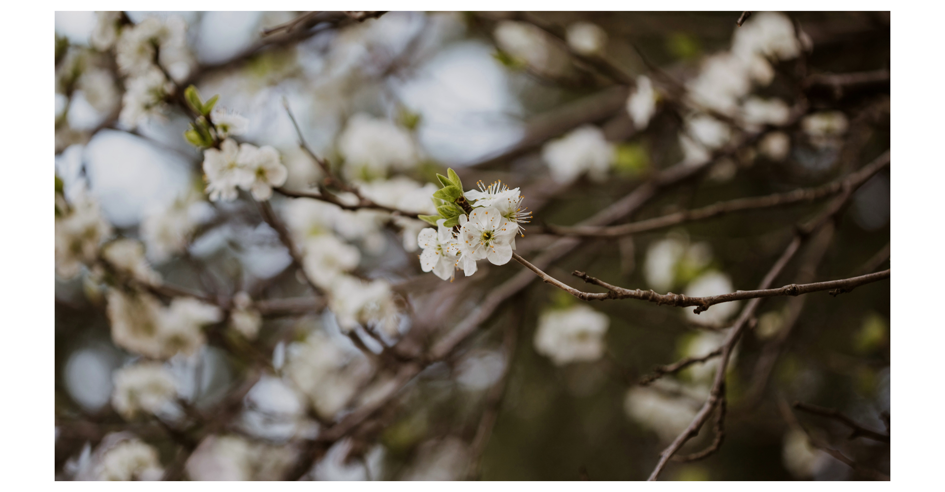 Nature inspiration 1